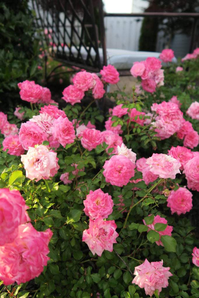 Knockout Double Pink Rose Shrub Plants