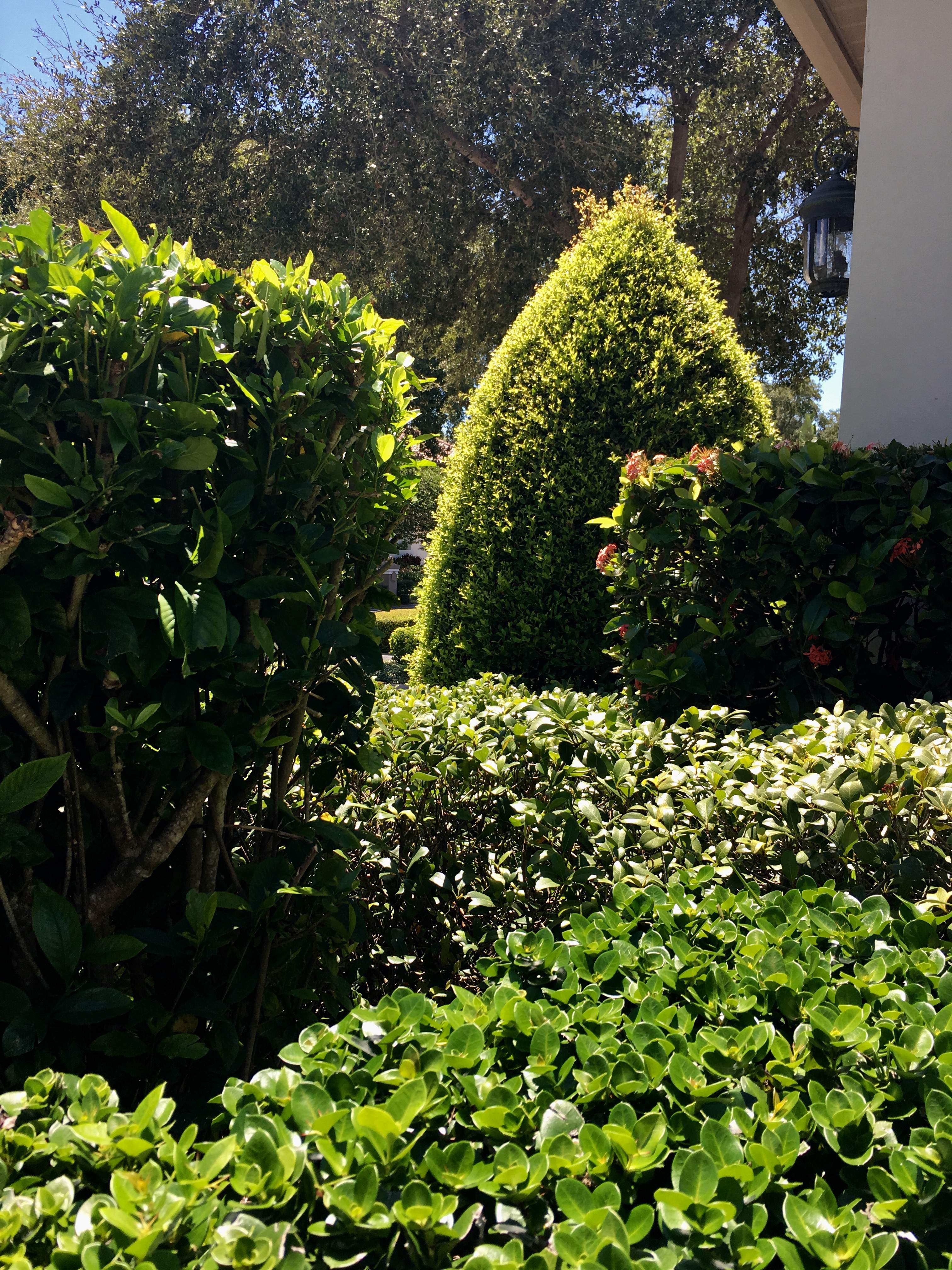shrubs that need to be manicured