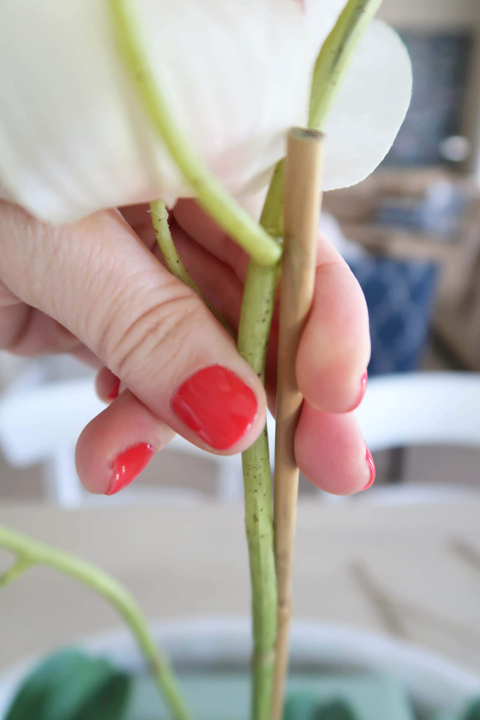 Pinch Orchid Stem to Bamboo Stake
