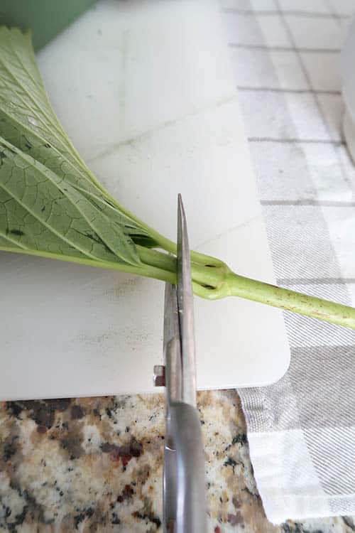 cut hydrangea stems at a 45 degree angle