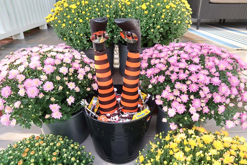 upp och ner wicked witch leg bucket in between colorful mums