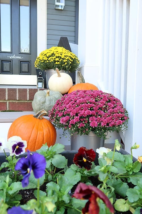 fall color mix of mums pansies and pumpkins