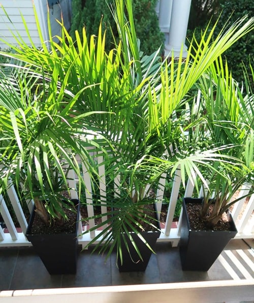 3-palms-lined-up-behind-swing-for-privacy