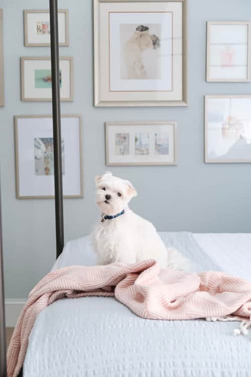 gallery-wall-blue-bedroom-dog-pink-throw