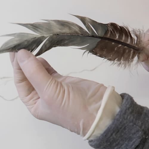 separate-turkey-feather-pulling